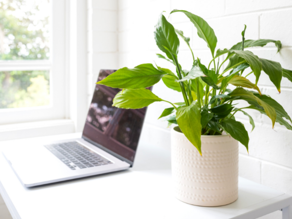 One of the many unique time management hacks is to add plants or flowers to your office environment to boost productivity when working at home.